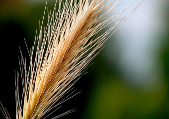 Meine Ausstellungen 9 Die Ähre