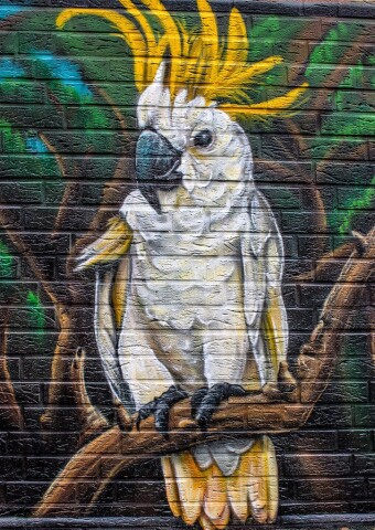 Meine Ausstellungen 31 Kakadu