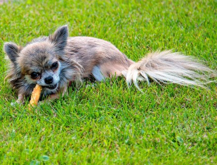 Hundefotografie 3 Layla