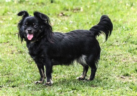 Hundefotografie 5 Luna