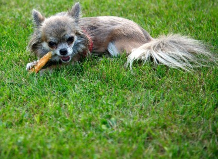 Hundefotografie 1 Layla beim Fressen