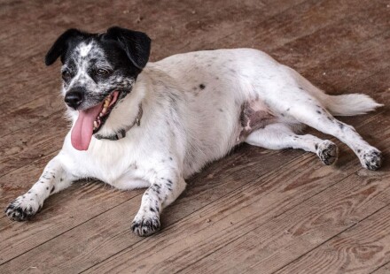 Hundefotografie 15 Mischling