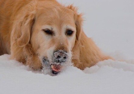 Hundefotografie 11 Golden Retriever im Schnee