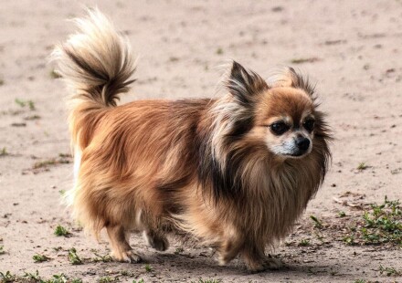 Hundefotografie 9 Brauner Langhaar-Chihuahua