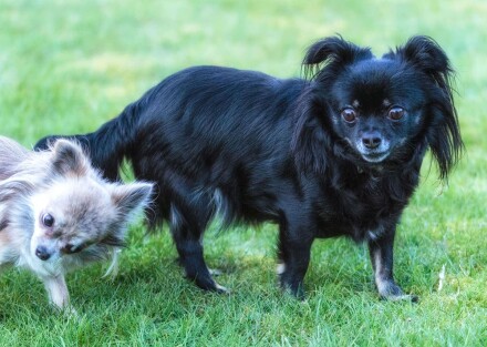 Hundefotografie 7 Luna und Layla