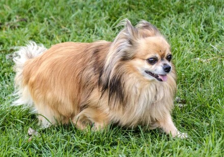 Hundefotografie 13 Bescher Langhaar Chihuahua