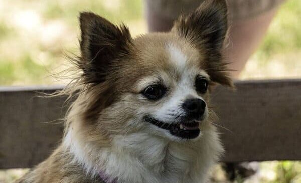Kopf eines besch-weissen Chihuahuas als Aufmacherbild für Hundefotografie