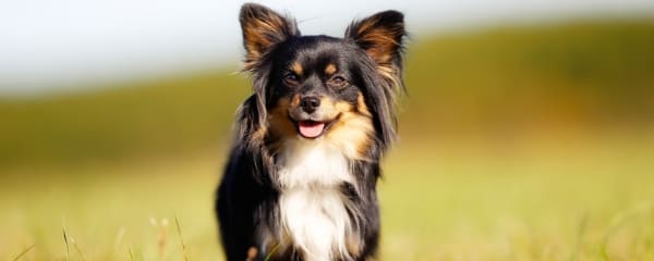 RoHa Arts Fotografie - Fotograf aus Bremen 6 hundefotografie cta